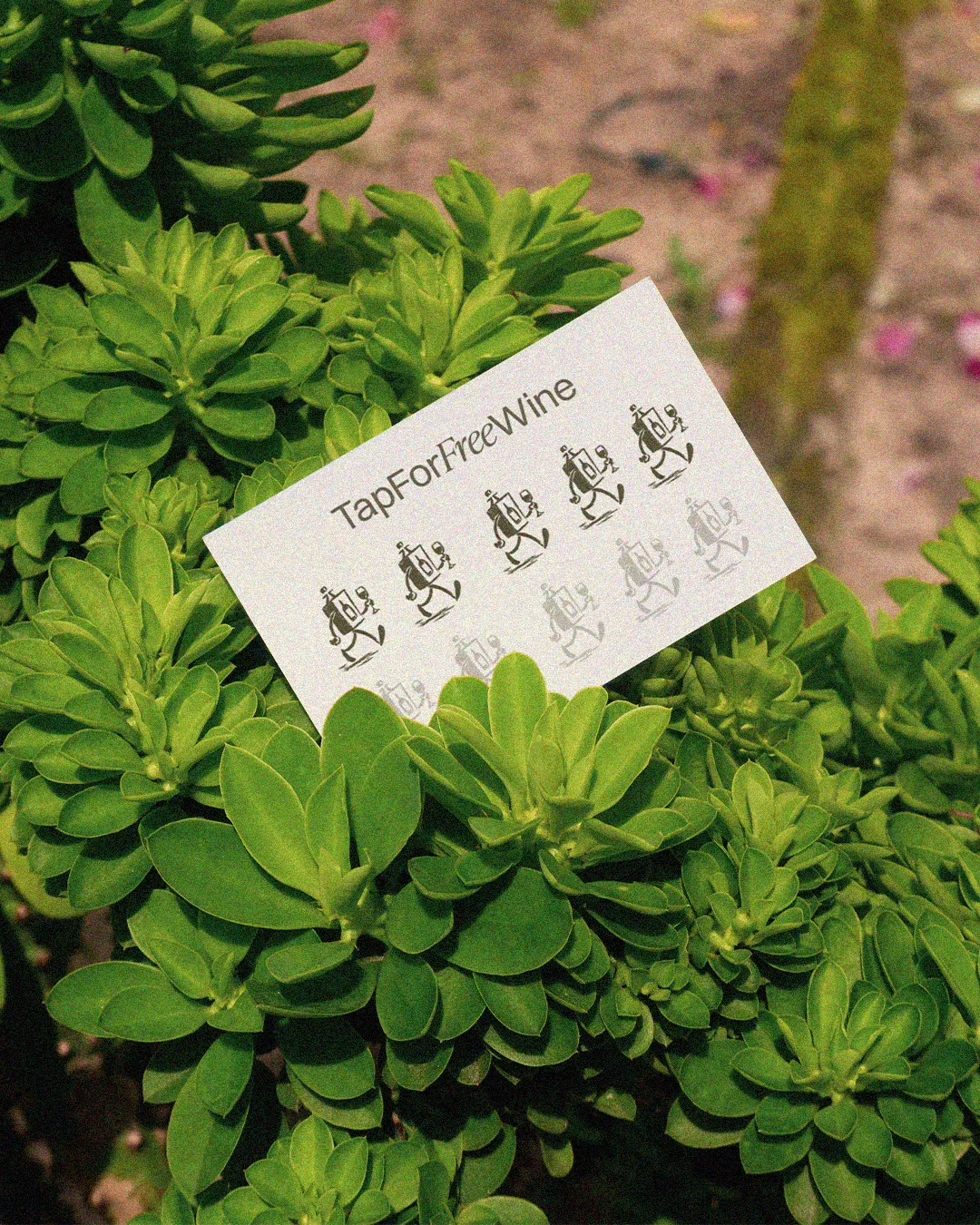 WOOT 'Tap For Free Wine' business card resting on green succulent plants